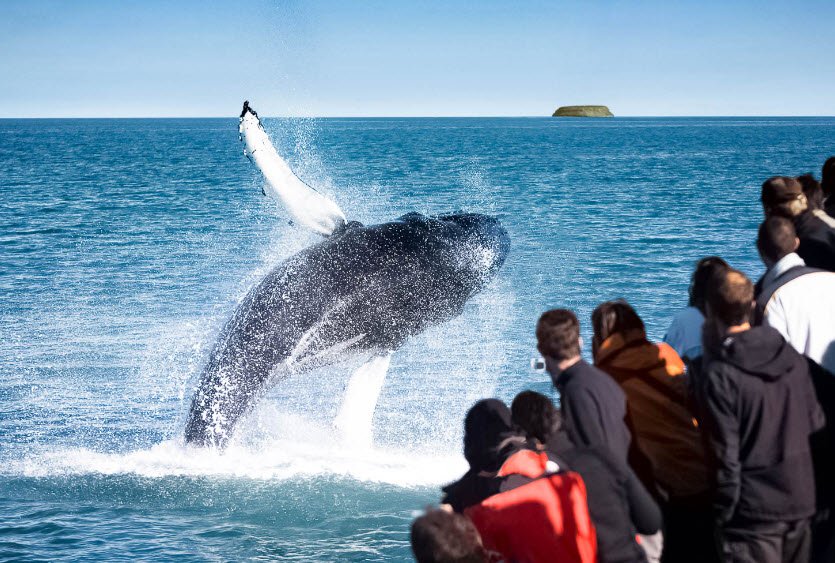 Húsavík Whale Watching, Húsavík, North Iceland, Iceland